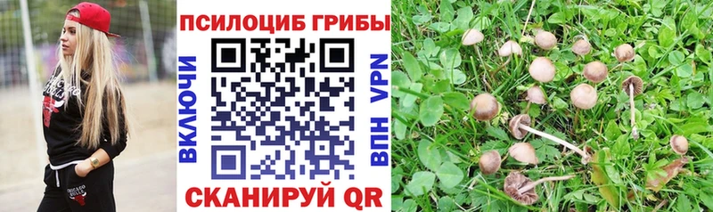 darknet наркотические препараты  Балашиха  Псилоцибиновые грибы Magic Shrooms 